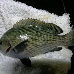 小雨降る南港カモメ大橋ヘチ釣行 (キビレ36cm,31cm、メジナ、釣果有り)