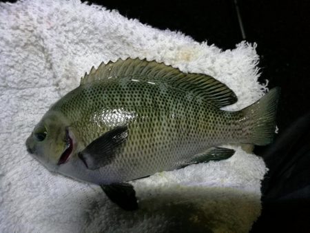 小雨降る南港カモメ大橋ヘチ釣行 (キビレ36cm,31cm、メジナ、釣果有り)