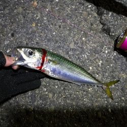 南港カモメ大橋 釣行 (爆釣!タチウオ釣り、F3~F3.5 釣果)
