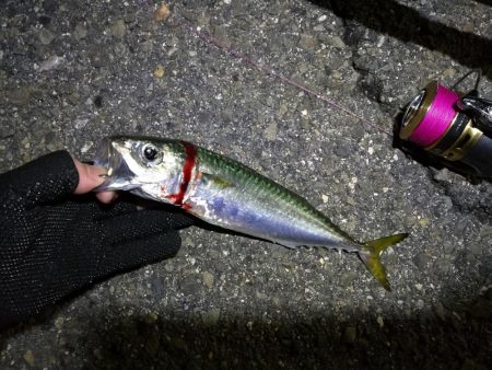 南港カモメ大橋 釣行 (爆釣!タチウオ釣り、F3~F3.5 釣果)