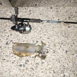 ナイトエギング