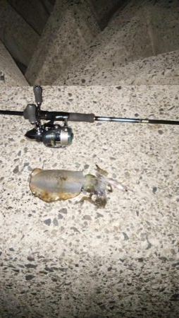 ナイトエギング