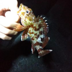 のべ竿ガシリング