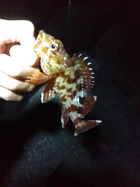 のべ竿ガシリング