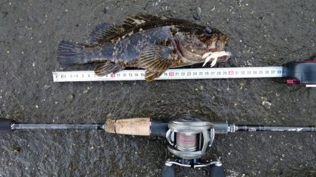 ライトロック開幕！