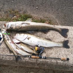 シーバス絶好調