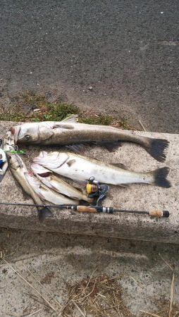 シーバス絶好調