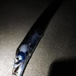 ショアキャスティング