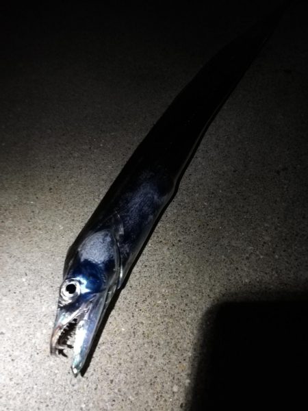 ショアキャスティング