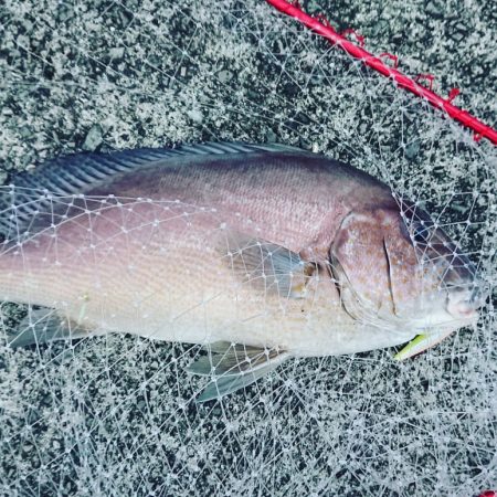 びっくりフィッシュ‼…