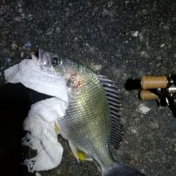 南港フェリーヘチ釣り （やや寒くなったヘチ釣りでキビレ40cm,31cm、ガシラ 釣果有り）