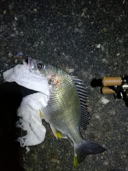 南港フェリーヘチ釣り （やや寒くなったヘチ釣りでキビレ40cm,31cm、ガシラ 釣果有り）