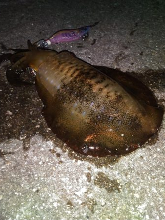 今年は少ないなぁ…