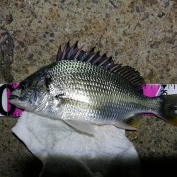 南港フェリーヘチ釣り （キビレ35cm、30cm 小真チヌ 釣果有り）