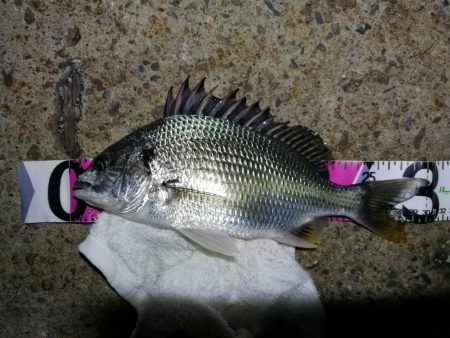 南港フェリーヘチ釣り （キビレ35cm、30cm 小真チヌ 釣果有り）