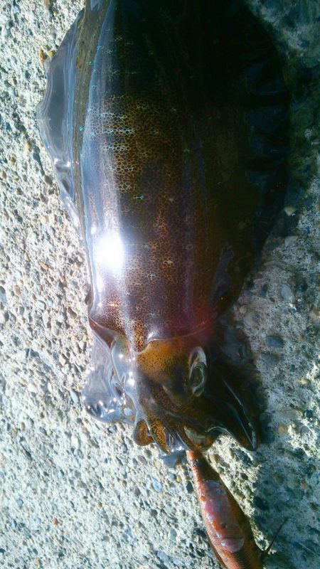 今秋最大530g ↗