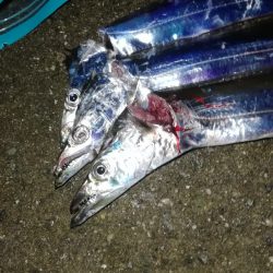 タチウオなんとか3本