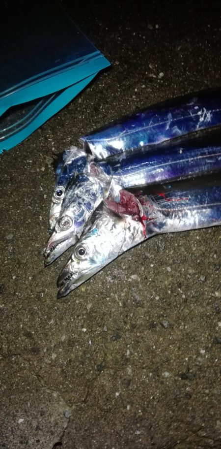 タチウオなんとか3本