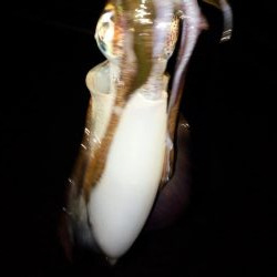 明石ｴｷﾞﾝｸﾞ渋々