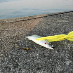 タチウオ　サゴシ狙い
