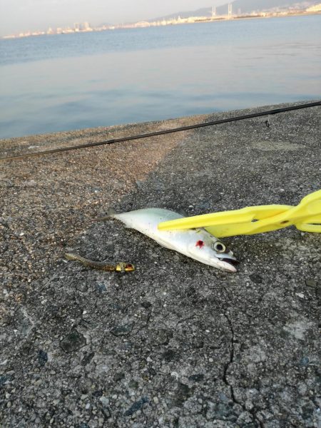 タチウオ　サゴシ狙い