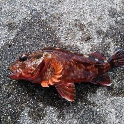 根掛かり王の逆襲パート2