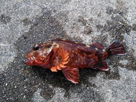 根掛かり王の逆襲パート2