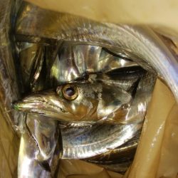 ワインド好調！