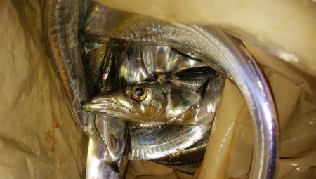 ワインド好調！