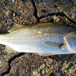 食いが渋かった