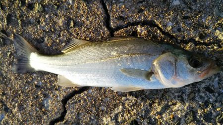 食いが渋かった
