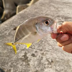 夕マズメの港ワームでヒット
