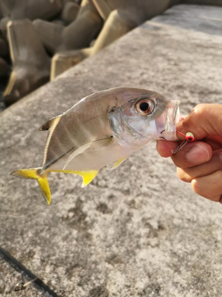 夕マズメの港ワームでヒット