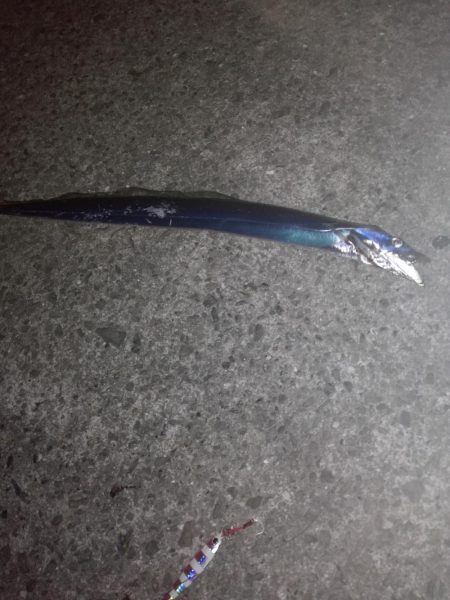 タチウオしぶい