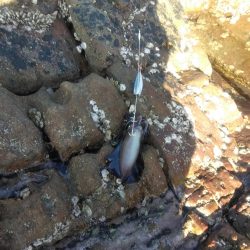 イサキ33cm・・アオリイカ一杯・・