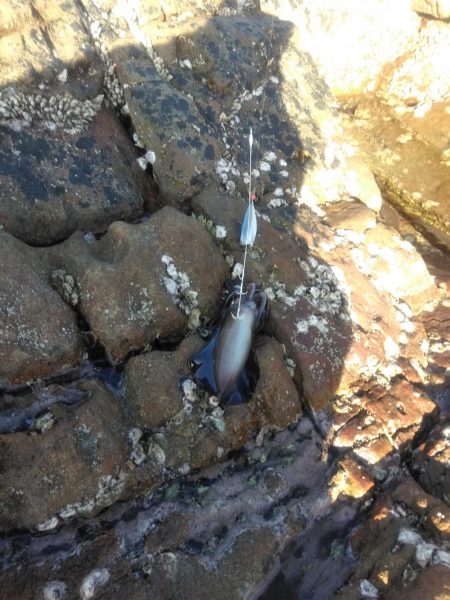 イサキ33cm・・アオリイカ一杯・・