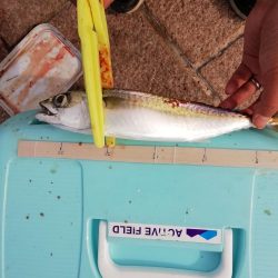 サヨリ食べたくて‼️