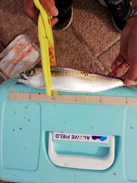 サヨリ食べたくて‼þ…