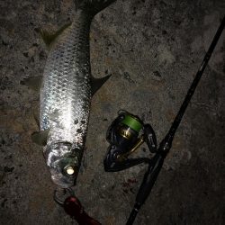 朝マズメの短時間勝負、ターポン