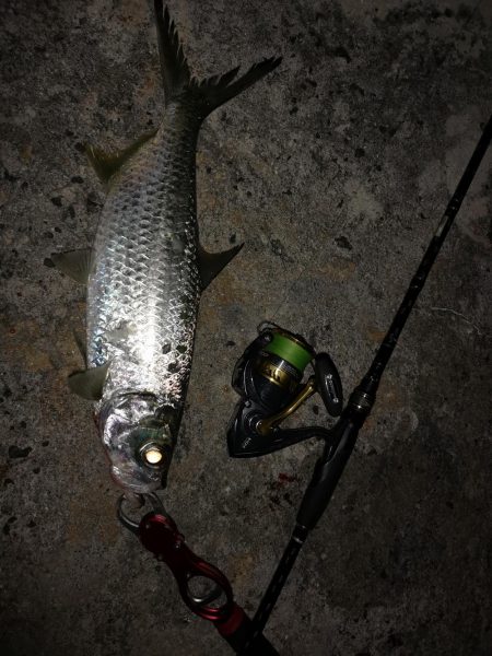 朝マズメの短時間勝負、ターポン