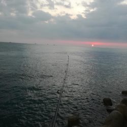 タチウオワインド