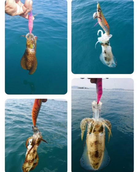 秋烏賊ボートエギング