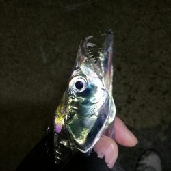 南港カモメ大橋 釣行 （渋かったタチウオ釣り、F3～F3.5 釣果）