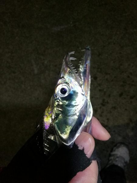 南港カモメ大橋 釣行 （渋かったタチウオ釣り、F3～F3.5 釣果）