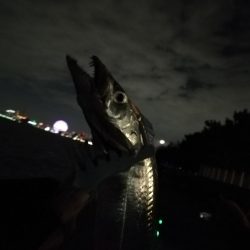 シーサイドコスモのタチウオまずまず