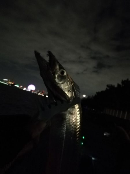 シーサイドコスモのタチウオまずまず