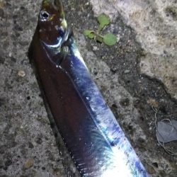 タチウオ2本(F3)