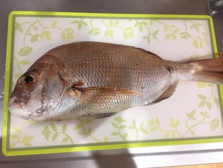 宇野港2度目の鯛４０ｃｍ