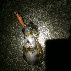 日曜日に続きアオリイカゲット!