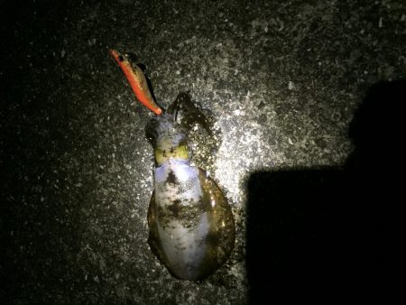 日曜日に続きアオリイカゲット!